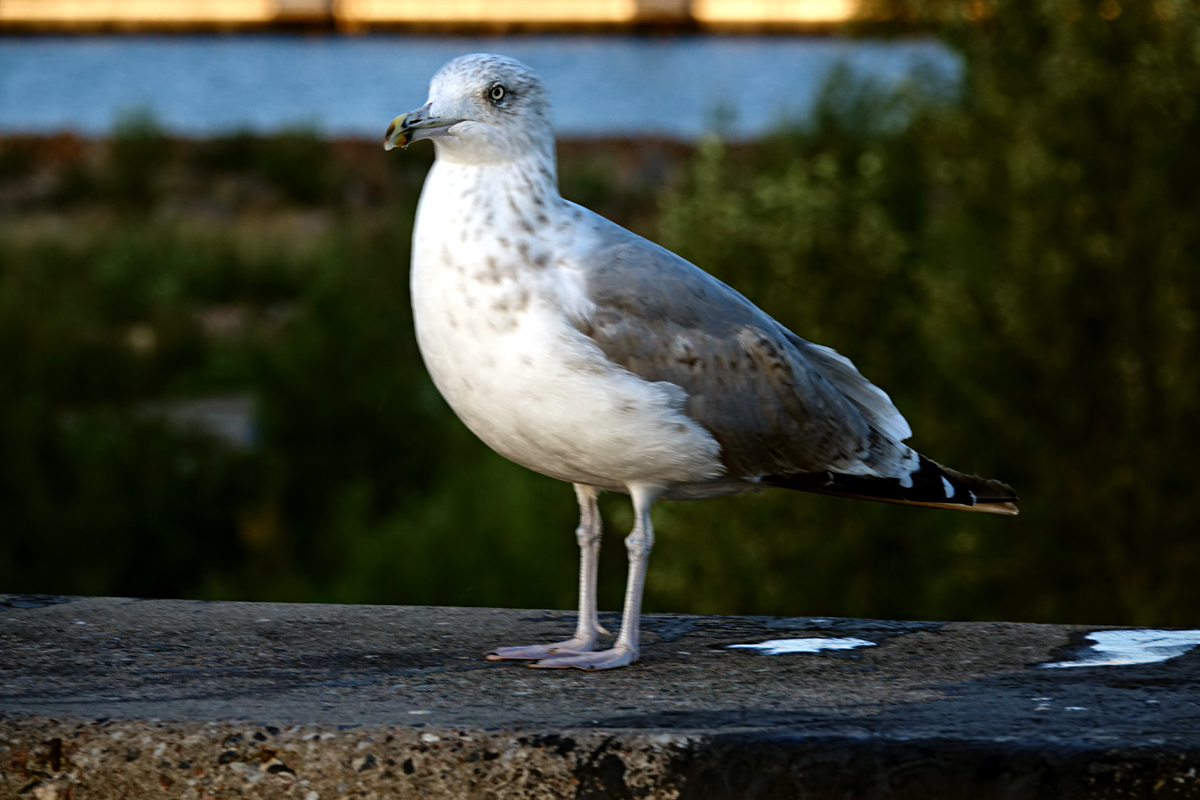 2019-09-05-Tallin-DSC01210 Tallinn 2019 - Linnahall